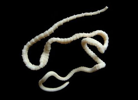 Cestode