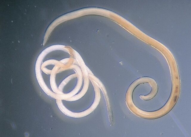 Nématodes