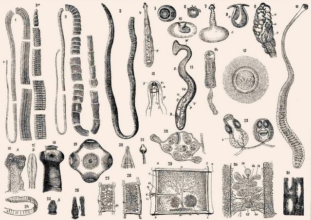 Types de parasites